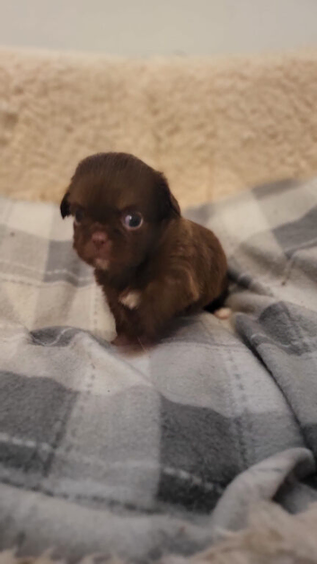 Apple head Chihuahua puppies long haired