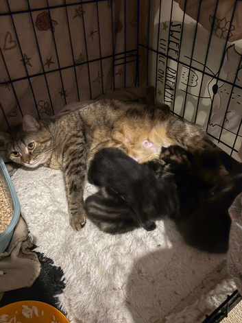 4 British Shorthair kittens