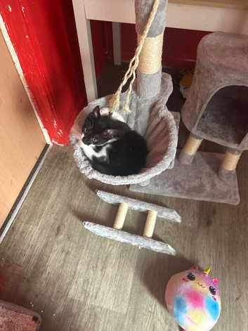 Tabby male kitten