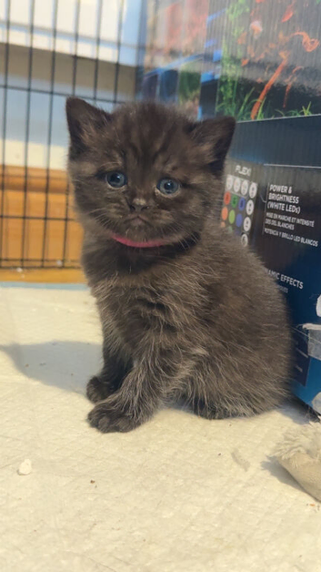 1 little girl British shorthair kittens