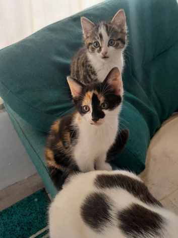 Kittens ready now