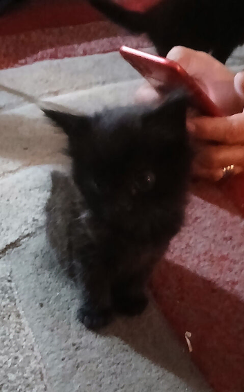 Tuxedo fluffly kittens
