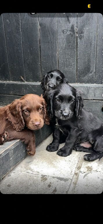 Cocker spaniel puppies