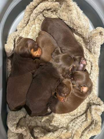 Mini chocolate daschund