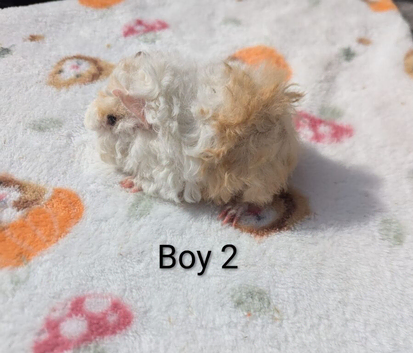 Longhaired lunkarya and texel guinea pigs