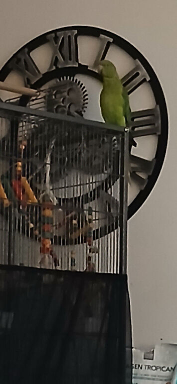 Indian Ringneck