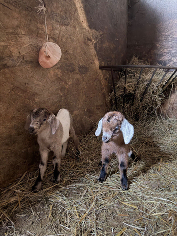 Pygmy crosses females kids