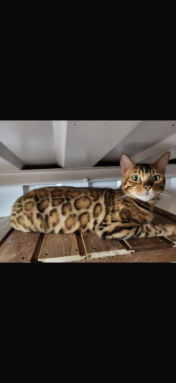 Rosette bengal for sale
