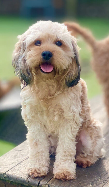 Cottage Cavapoo puppies 5* Council reg&rsquo;d