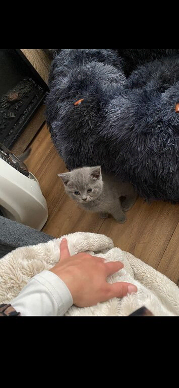Kittens for sale 3 left