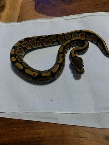 Ball pythons