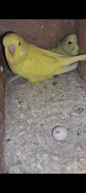 Baby budgies