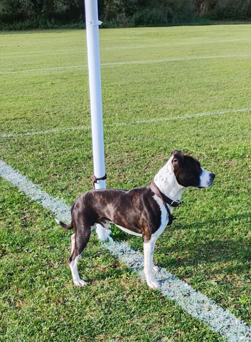 A Proper Young Stafford Ready for Stud Duty!