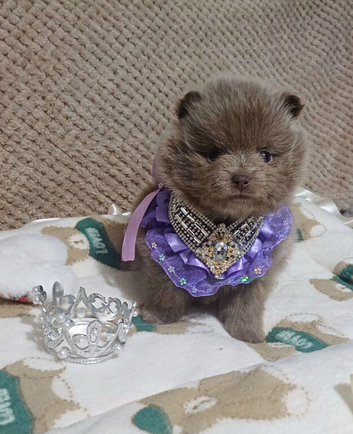 Amazing lilac girls russian line pomeranians