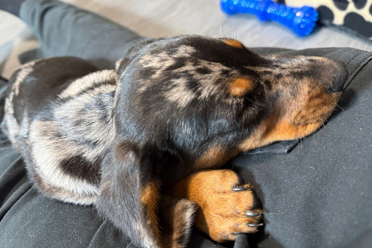 9 week old male miniature dachshund