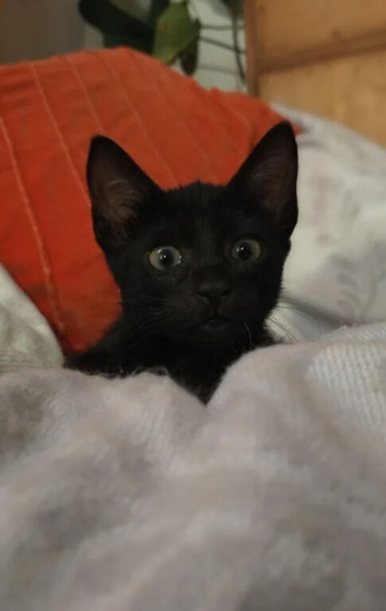 Beautiful brother and sister kittens