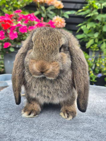 French Lops available for Reservation.