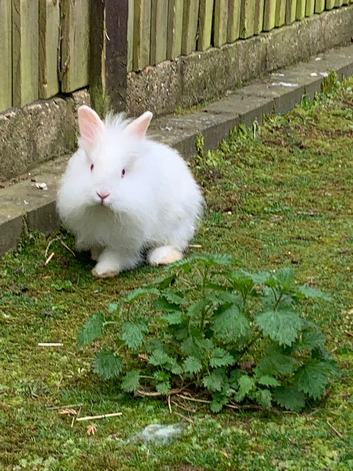 Beautiful lionhead and Rex
