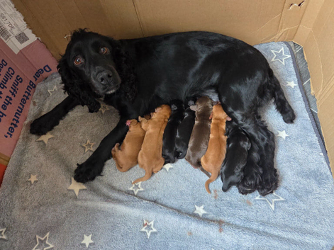 KC registered Cocker Spaniel puppies