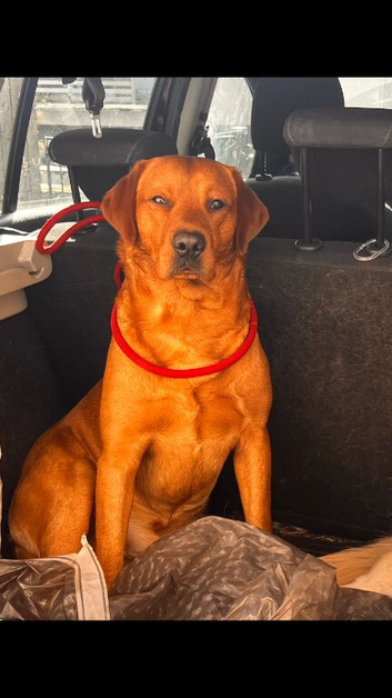 Gorgeous fox red Labrador  for stud
