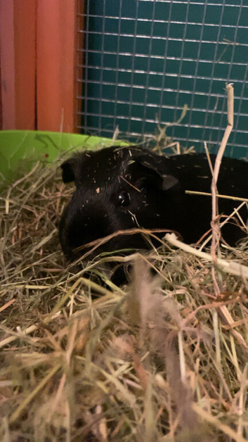2 female guinea pigs rehoming