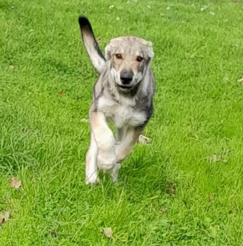 LEO Tamaskan male puppy now available fully vac and embarked. Pedigree and Registered