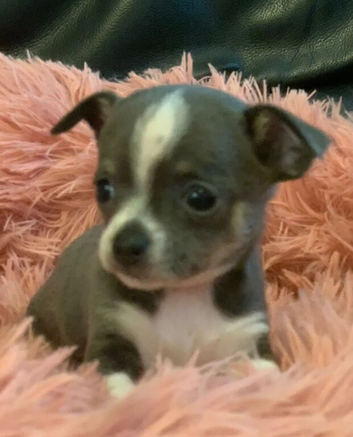 Cute Chihuahua Puppies Looking for Their Future Homes