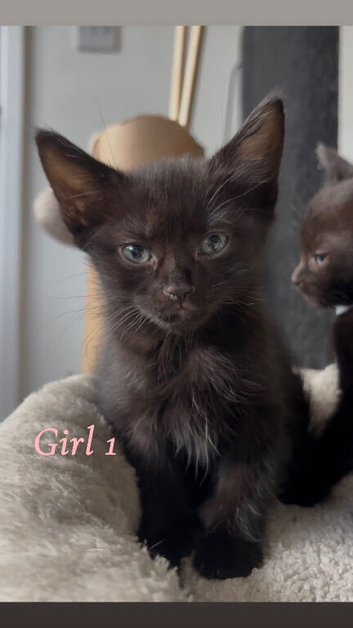 2 kittens+microchipped READY THIS WEEK