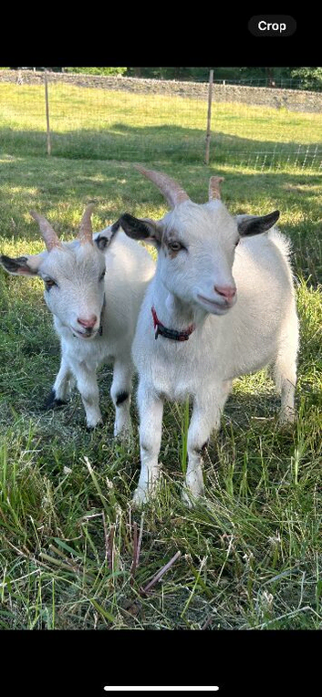 Pygmy billy castrated