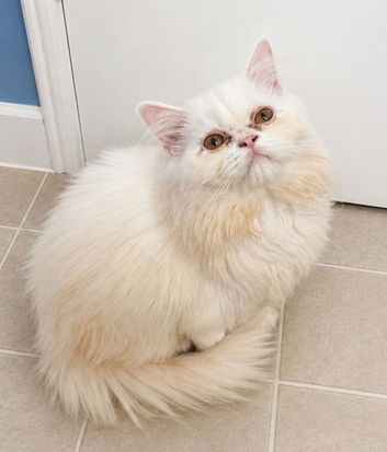 Male White Persian Chinchilla