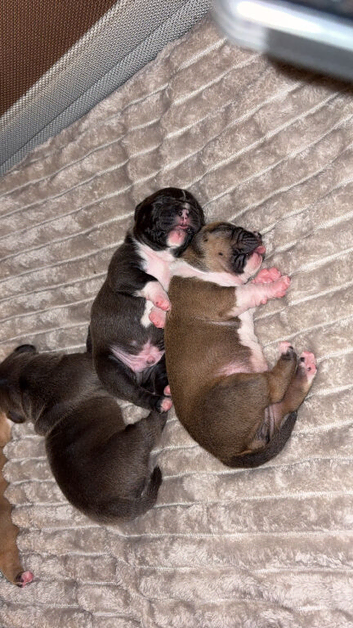 Standard bully x pocket bulldog
