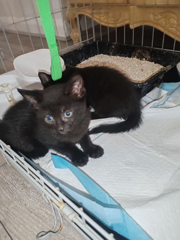 2 Beautiful girl black kittens half bombay quarter rex
