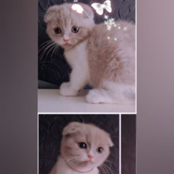 Beautiful kittens