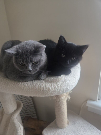 British-shorthair cross ragdoll