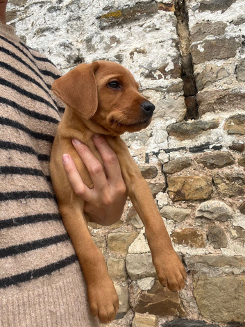 Foxred Health Tested Labrador puppies
