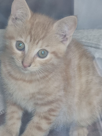 Little kitten