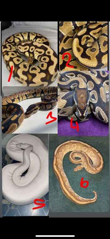 Ball pythons downsizing collection