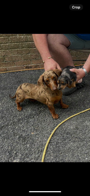 Dachshund puppy