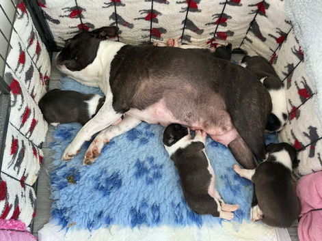 BEAUTIFUL LITTER OF 5 BOSTON TERRIERS