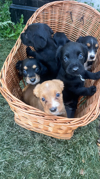 Cocker spaniel x terrier puppies for sale