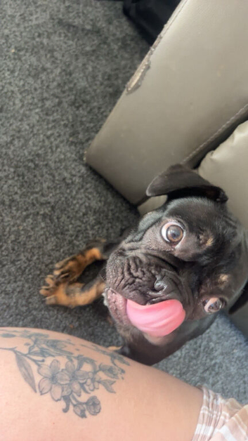 Male French bulldog 17 weeks old