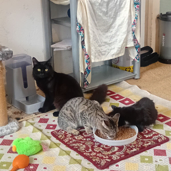 Kittens