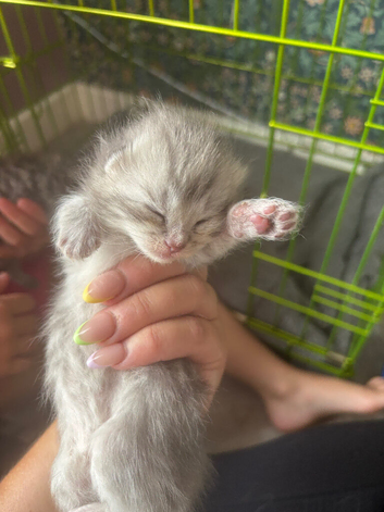 British shorthaired and longhaired kittens