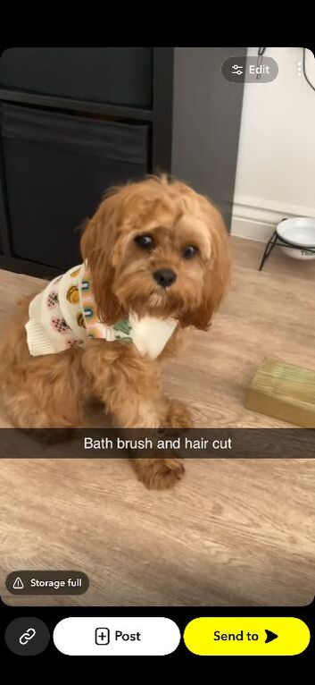 Female Cavapoo