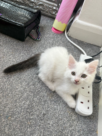 Fluffy kittens
