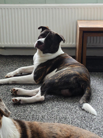 3 male Akita crosses for sale