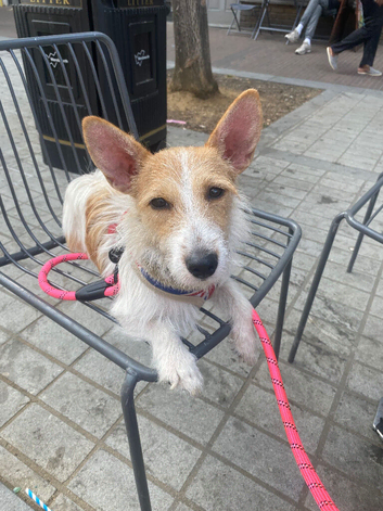 Jack Russel cross mix