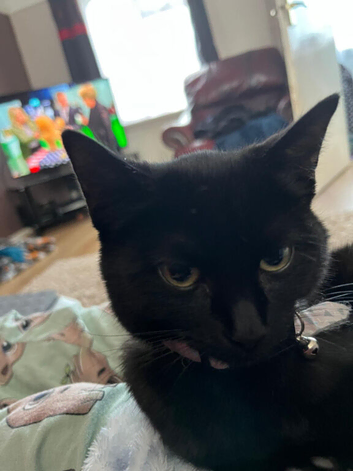 Cute kitten for sale