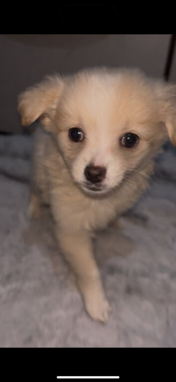 Pomchi puppies
