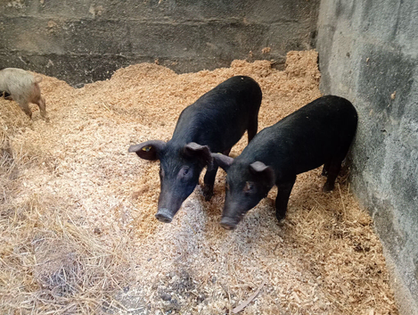 Weaners